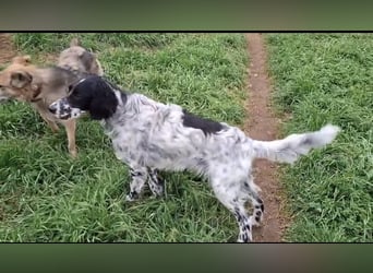 SetterMix Erik möchte eine Familie