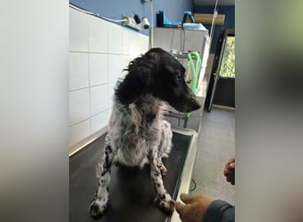 SetterMix Erik möchte eine Familie