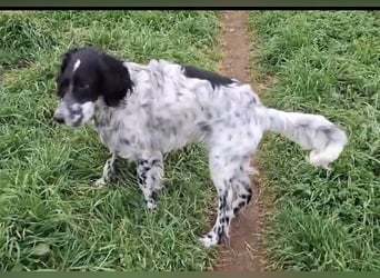 SetterMix Erik möchte eine Familie