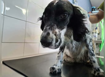 SetterMix Erik möchte eine Familie