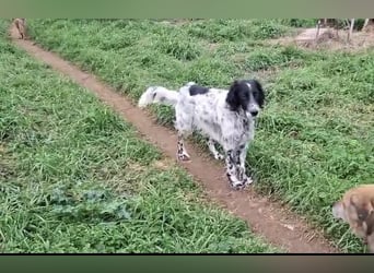 SetterMix Erik möchte eine Familie