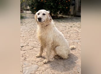 Tro ist ein sensibler, freundlicher Hund