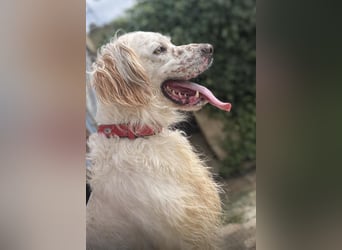 Tro ist ein sensibler, freundlicher Hund