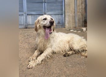 Tro ist ein sensibler, freundlicher Hund