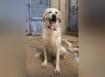 Tro ist ein sensibler, freundlicher Hund