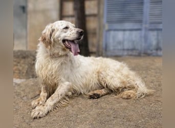 Tro ist ein sensibler, freundlicher Hund