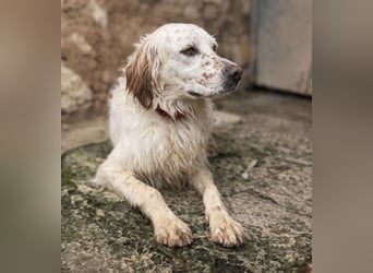 Tro ist ein sensibler, freundlicher Hund