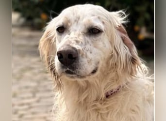 Tro ist ein sensibler, freundlicher Hund