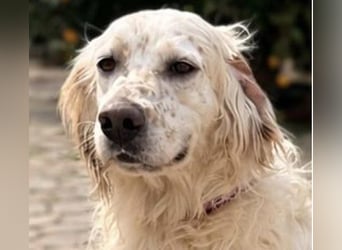 Tro ist ein sensibler, freundlicher Hund