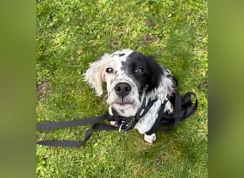 Odin - Ein Herzenshund, bereits auf PS in DE, auf der Suche nach seinem Zuhause ❤️