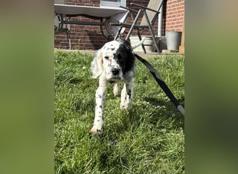 Odin - junge Setter-Seele, bereits in DE sucht wundervolles Zuhause!