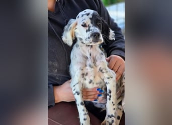 Odin - junge Setter-Seele sucht wundervolles Zuhause!