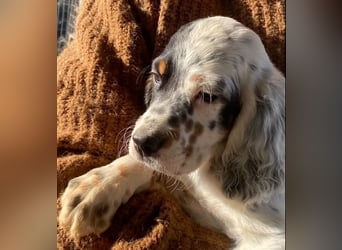 Oreo - junge Setter-Seele sucht wundervolles Zuhause!