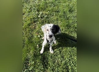 Odin - junge Setter-Seele, bereits in DE sucht wundervolles Zuhause!