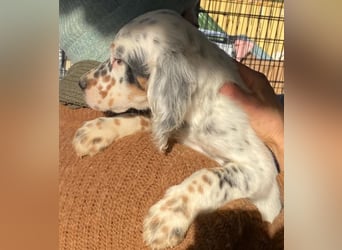 Oreo - junge Setter-Seele sucht wundervolles Zuhause!