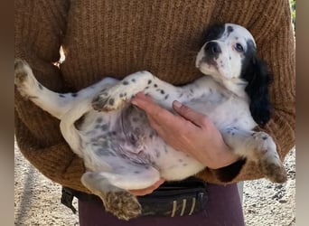 Pepe - junge Setter-Seele sucht wundervolles Zuhause!