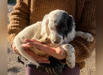 Odin - junge Setter-Seele sucht wundervolles Zuhause!