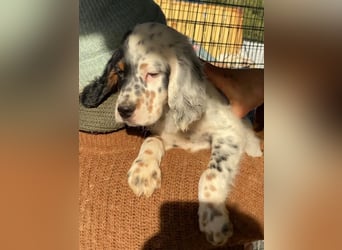 Oreo - junge Setter-Seele sucht wundervolles Zuhause!