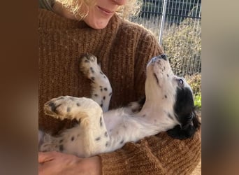 Pepe - junge Setter-Seele sucht wundervolles Zuhause!