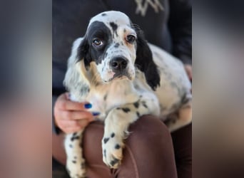 Pepe - junge Setter-Seele sucht wundervolles Zuhause!