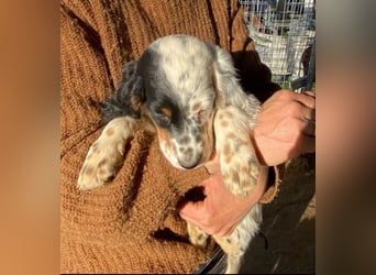 Oreo - junge Setter-Seele sucht wundervolles Zuhause!