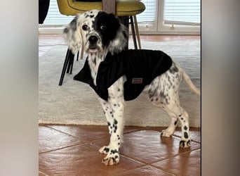 Odin - Ein Herzenshund, bereits auf PS in DE, auf der Suche nach seinem Zuhause ❤️