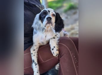 Pepe - junge Setter-Seele sucht wundervolles Zuhause!