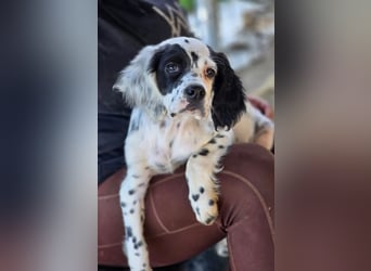 Pepe - junge Setter-Seele sucht wundervolles Zuhause!