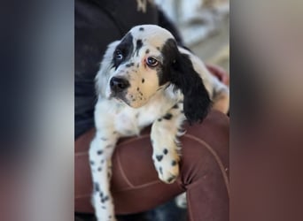 Pepe - junge Setter-Seele sucht wundervolles Zuhause!