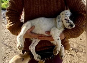 Odin - junge Setter-Seele sucht wundervolles Zuhause!