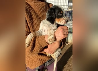 Oreo - junge Setter-Seele sucht wundervolles Zuhause!