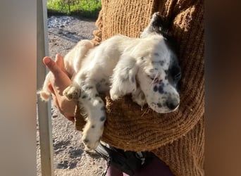 Odin - junge Setter-Seele sucht wundervolles Zuhause!