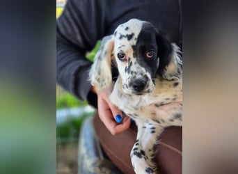 Odin - junge Setter-Seele sucht wundervolles Zuhause!