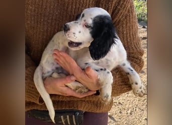 Pepe - junge Setter-Seele sucht wundervolles Zuhause!