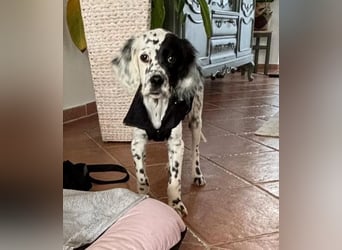 Odin - Ein Herzenshund, bereits auf PS in DE, auf der Suche nach seinem Zuhause ❤️