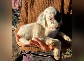 Odin - junge Setter-Seele sucht wundervolles Zuhause!