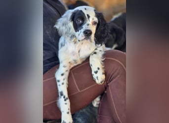 Pepe - junge Setter-Seele sucht wundervolles Zuhause!