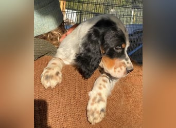 Oreo - junge Setter-Seele sucht wundervolles Zuhause!