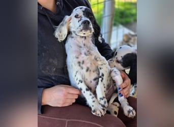 Odin - junge Setter-Seele sucht wundervolles Zuhause!