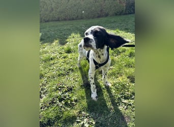 Odin - junge Setter-Seele, bereits in DE sucht wundervolles Zuhause!