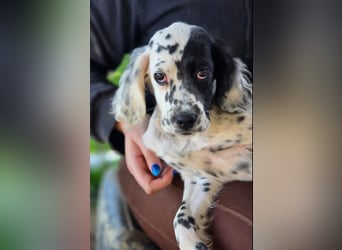 Odin - junge Setter-Seele sucht wundervolles Zuhause!