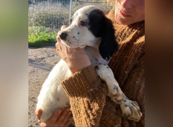 Pepe - junge Setter-Seele sucht wundervolles Zuhause!