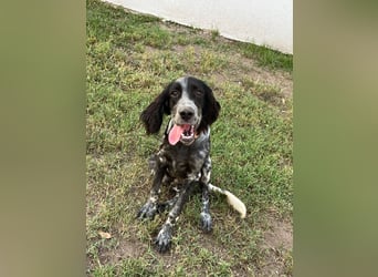Oscar....heimatlos