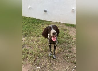 Oscar....heimatlos