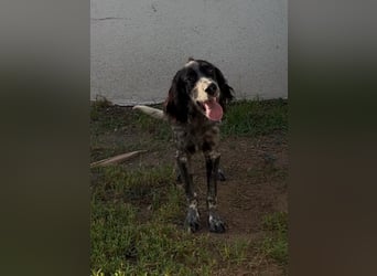Oscar....heimatlos