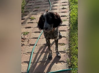 Oscar....heimatlos