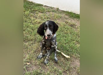 Oscar....heimatlos