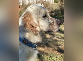 Freundlicher Warren sucht sein Lebensglück