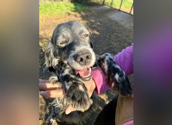 Ernesto - freundlicher Setter sucht sicheres Zuhause