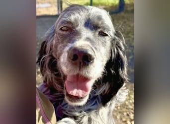 Ernesto - freundlicher Setter sucht sicheres Zuhause